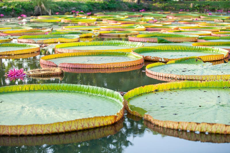 Florapedia: Victoria giant water lilies – Lewis Twiby's Past and Present